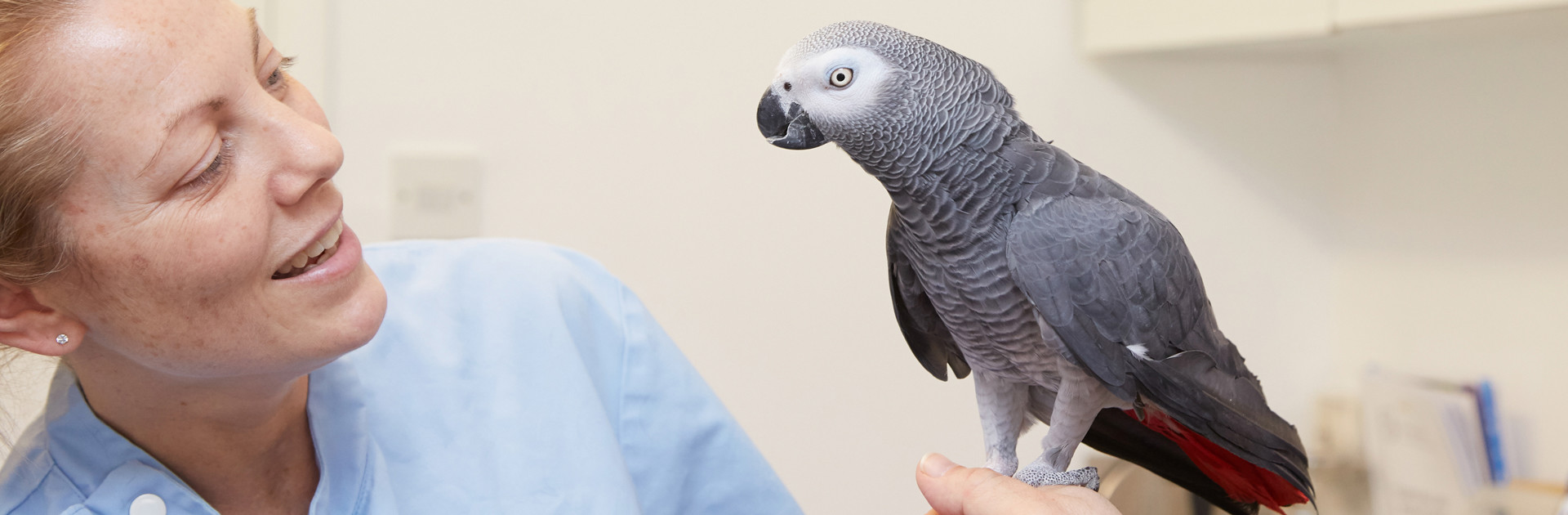 African grey parrot with vet