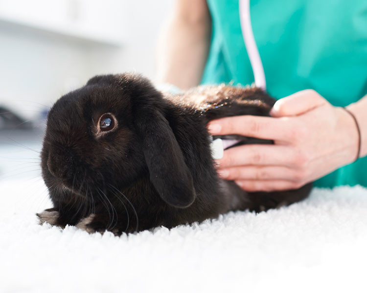 Black rabbit being held by a vet