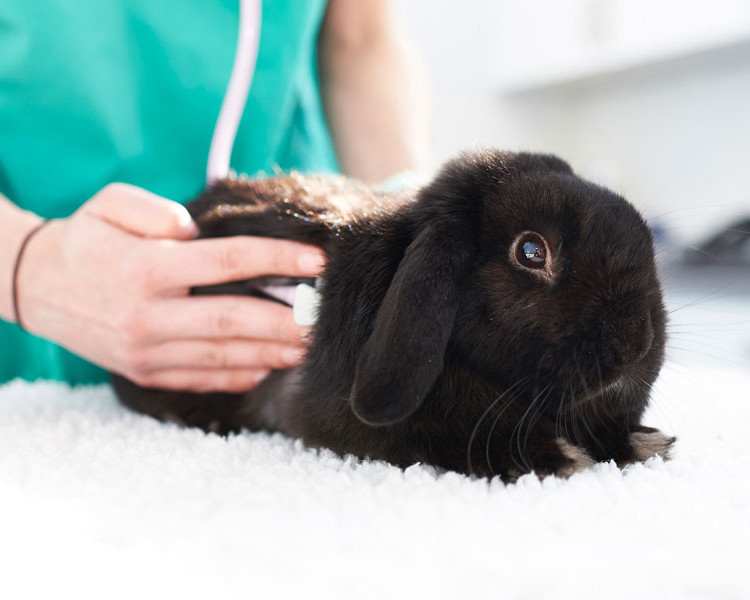 Black rabbit having a check up at the vets