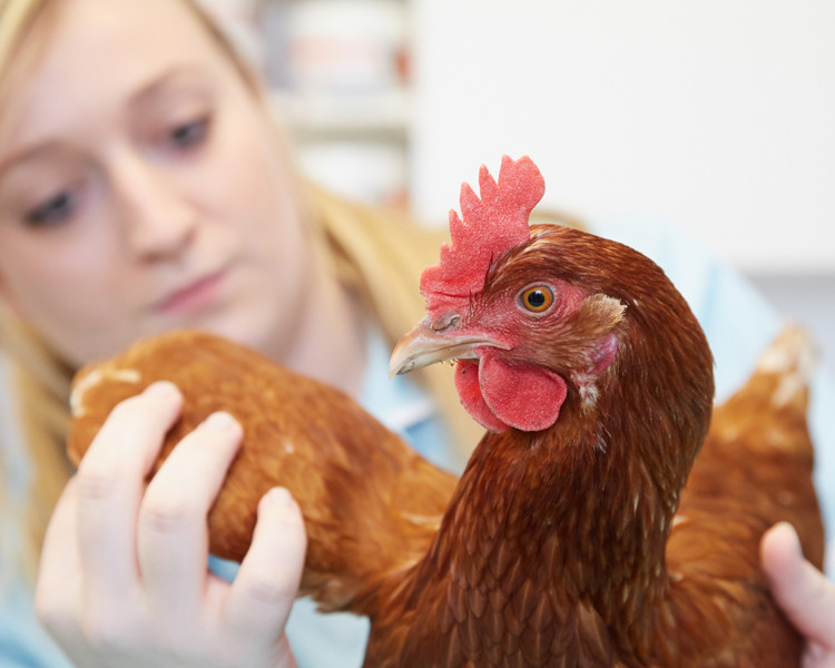 Chicken with a veterinary nurse