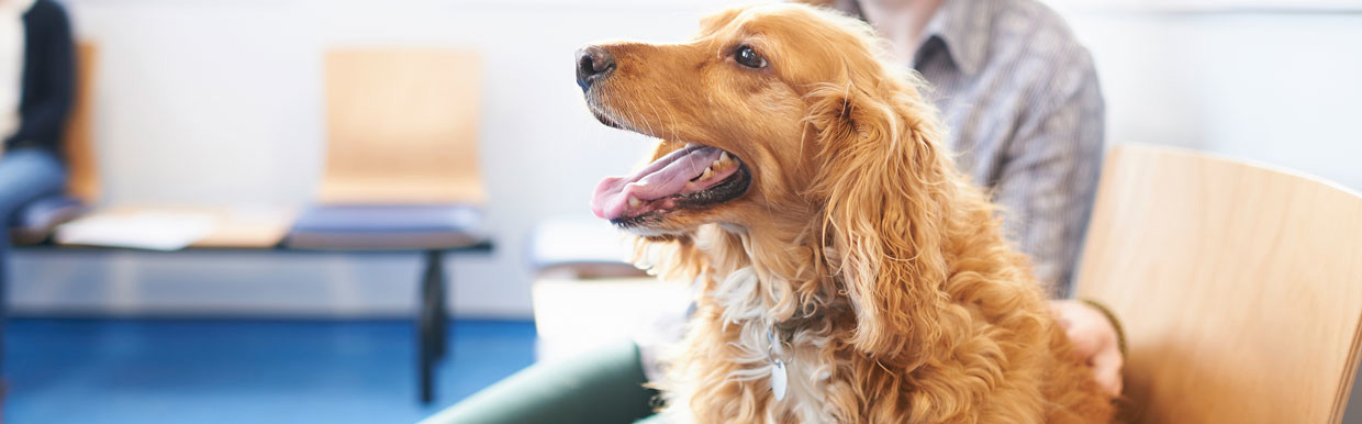 Golden retriever at the vets