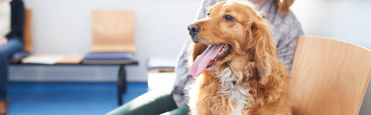 Golden retriever at the vets