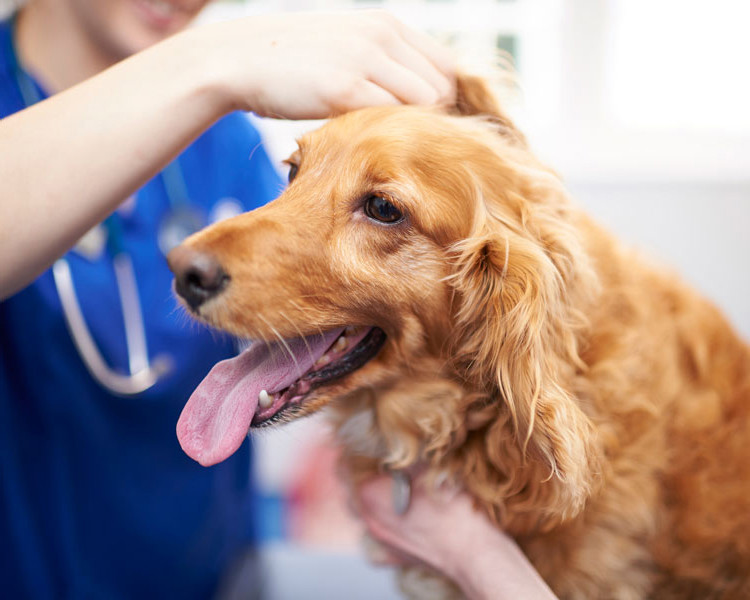 Golden retriever having a check up by a vet