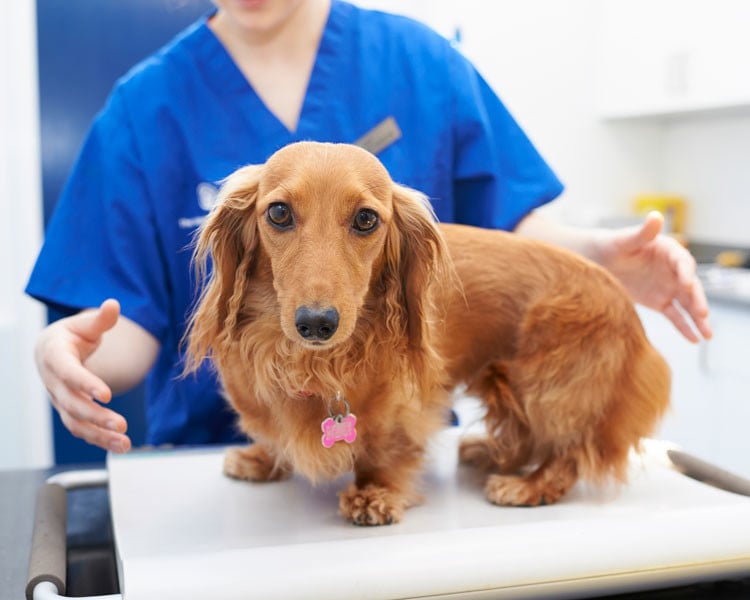 Long haired dachshund being weighed at the vets 