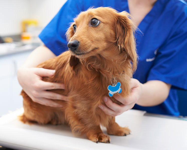 Long haired dachshund with a veterinary nurse