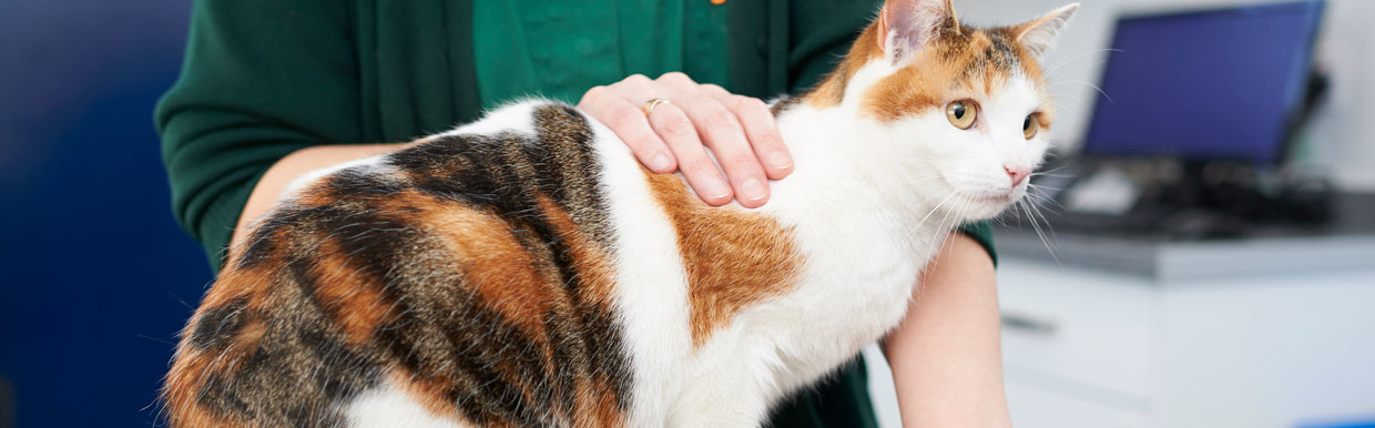 Ginger and white cat with a vet