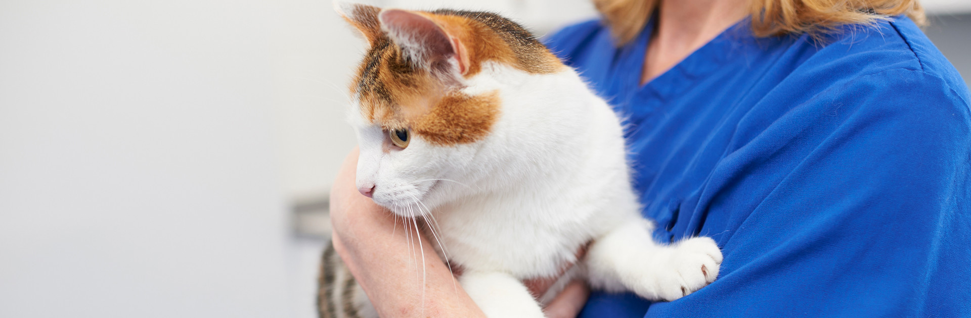 Ginger and white cat being held by a veterinary nurse
