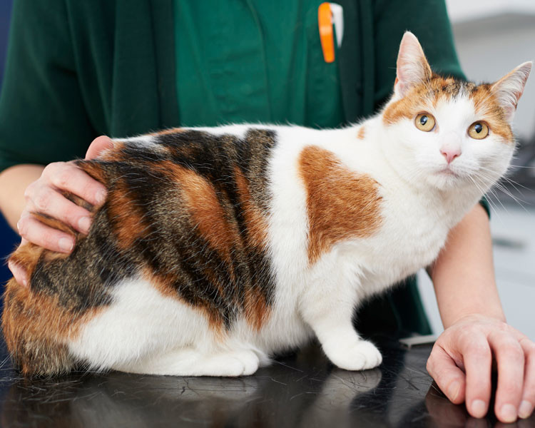 Ginger and white cat with a vet