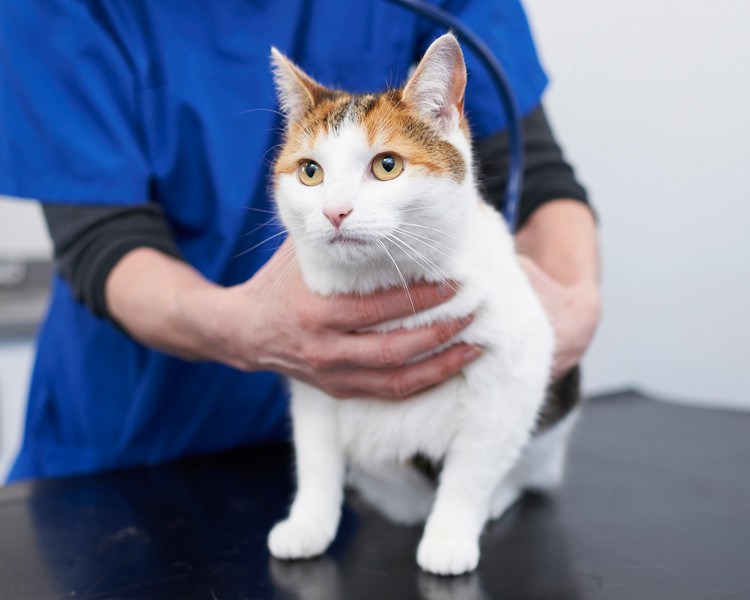 Ginger and white cat with a vet