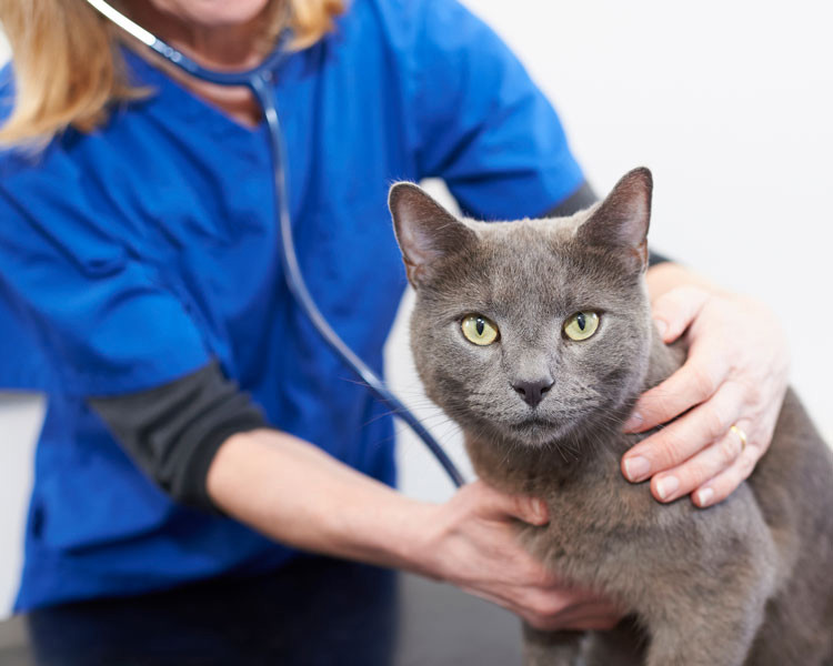 Grey cat with a vet