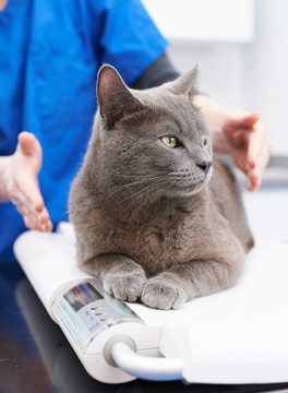 Grey cat being weighed