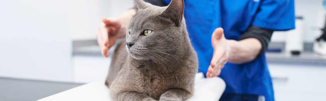 Grey cat being weighed by a vet
