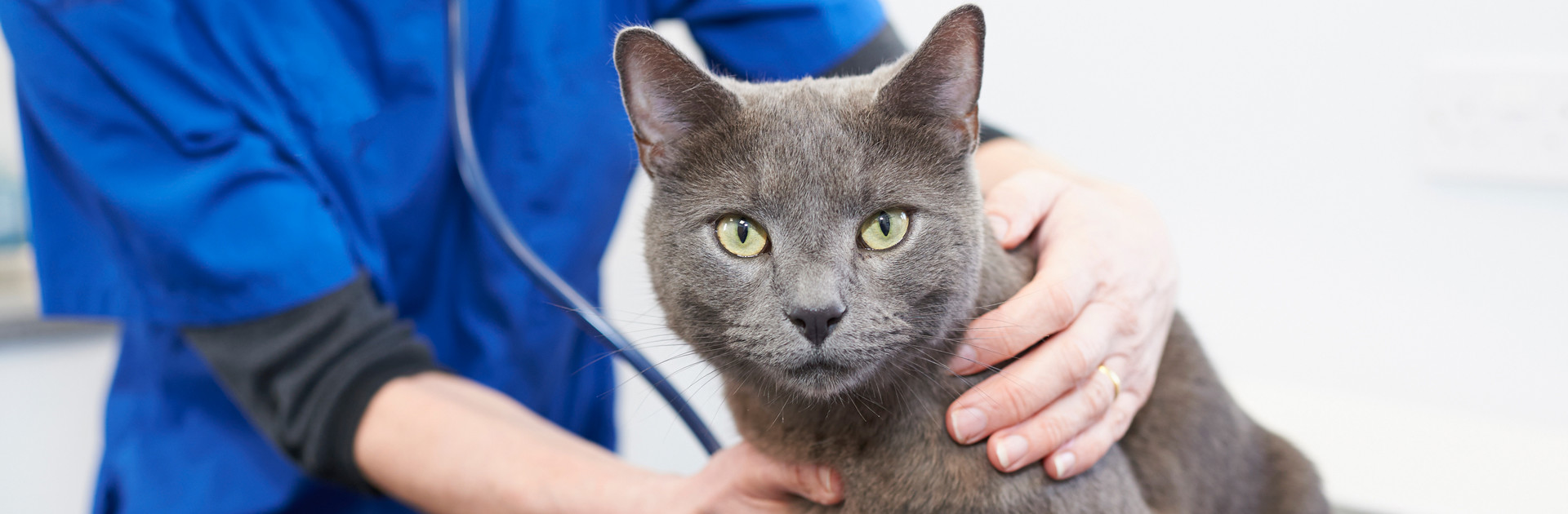 Grey cat with a vet