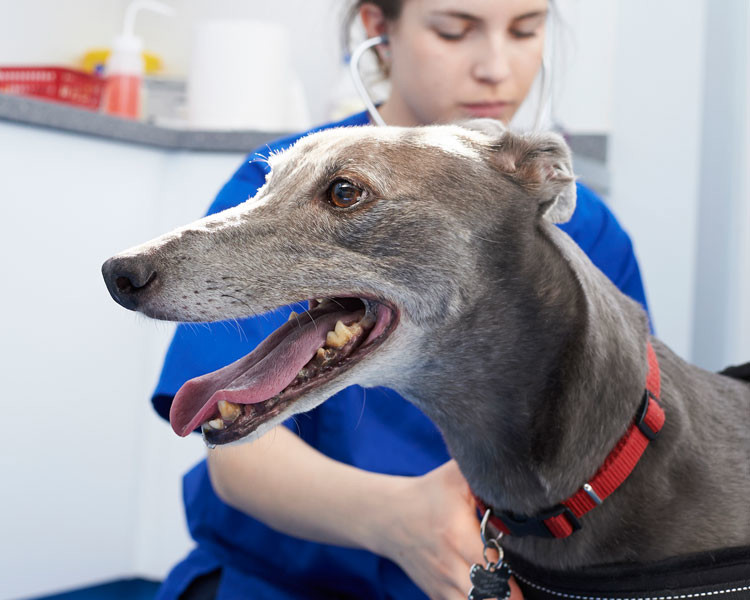 Greyhound with a vet