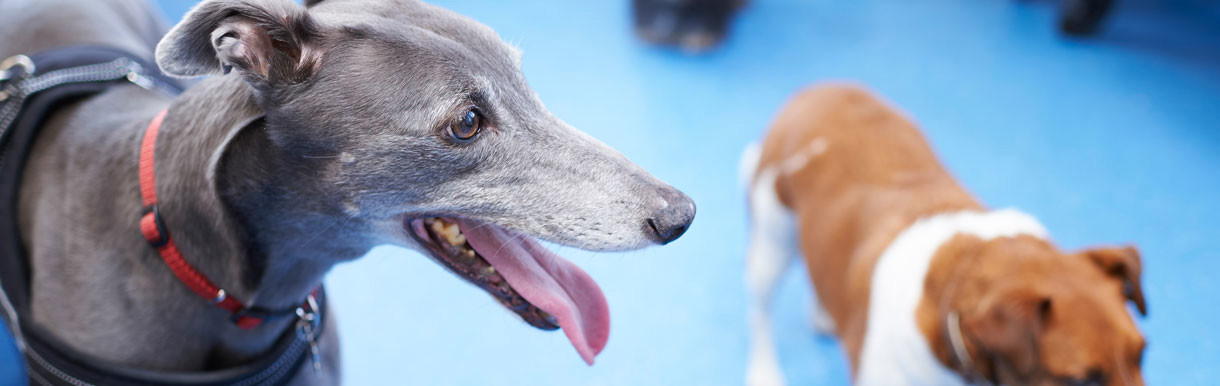 Greyhound at the vets