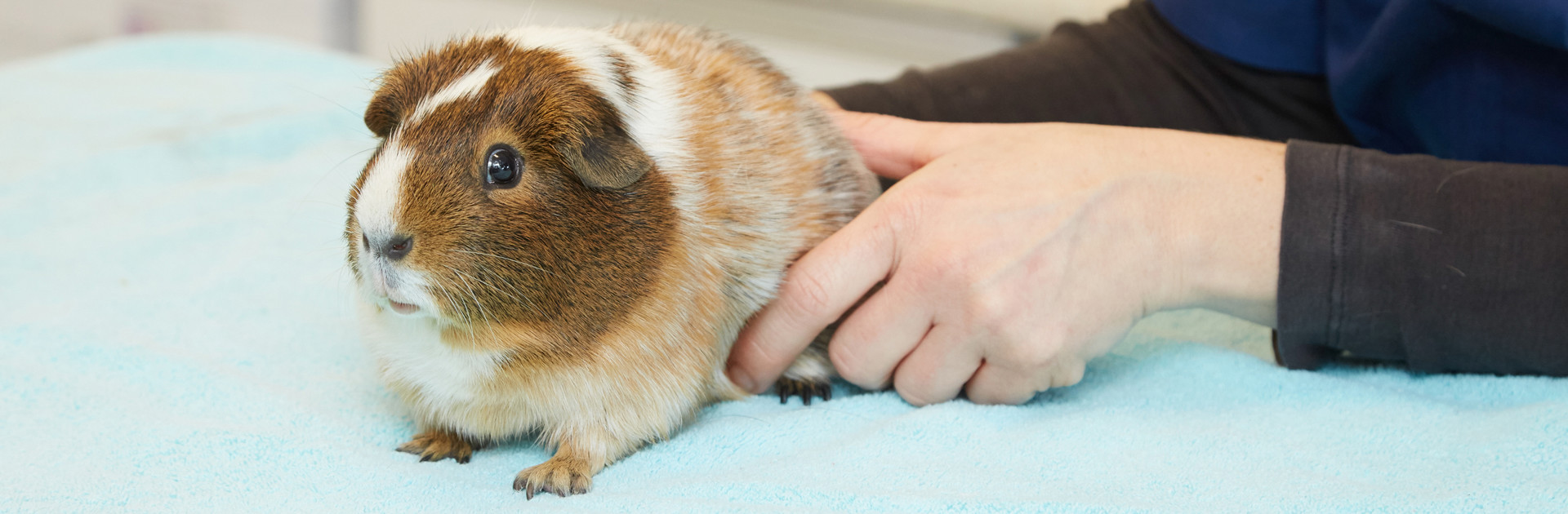 Guinea pig at the vets