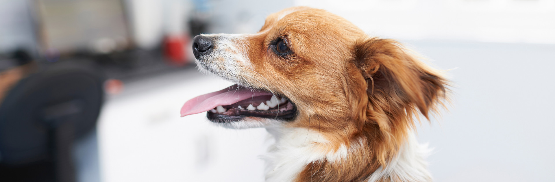 Jack russell cross dog at the vets