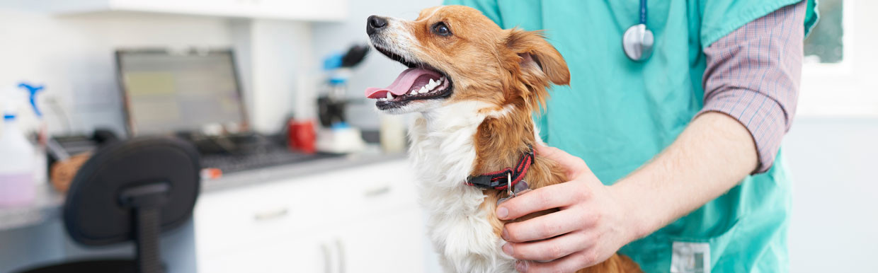 Jack russell cross dog with a vet