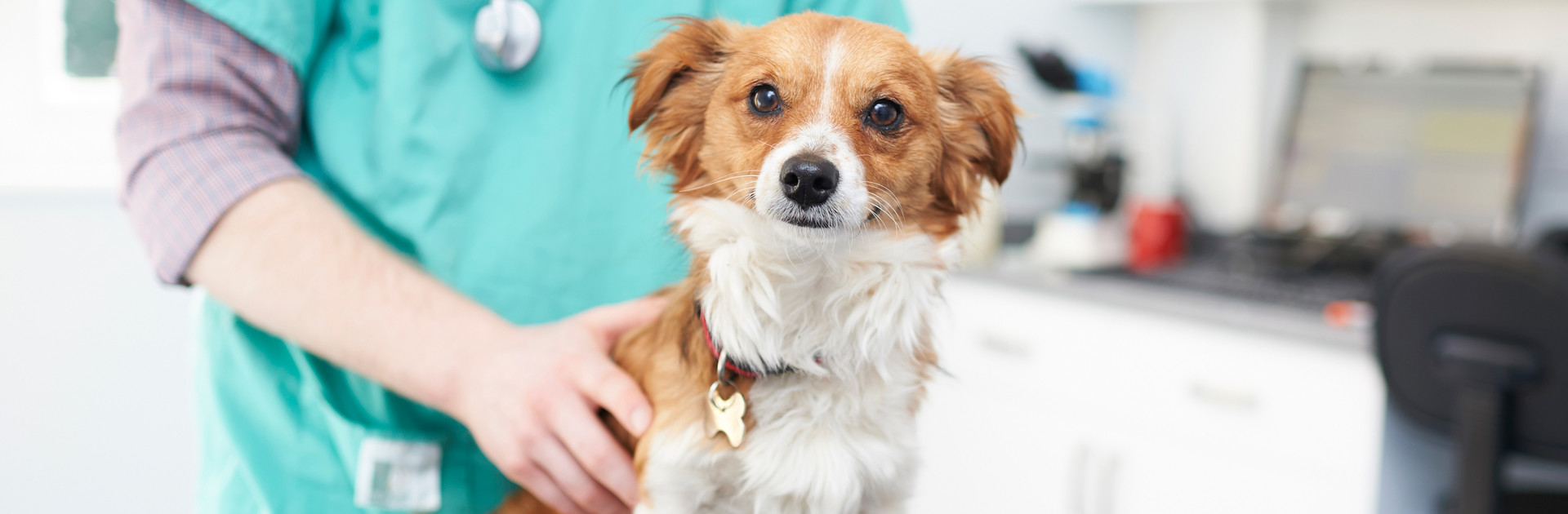 Jack russell cross dog with a vet