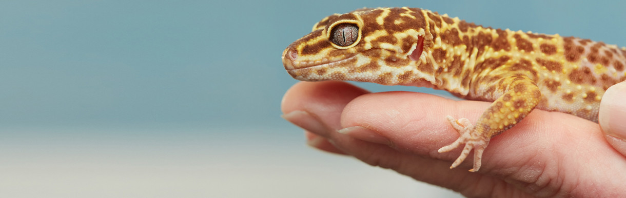 Leopard gecko sat on a hand