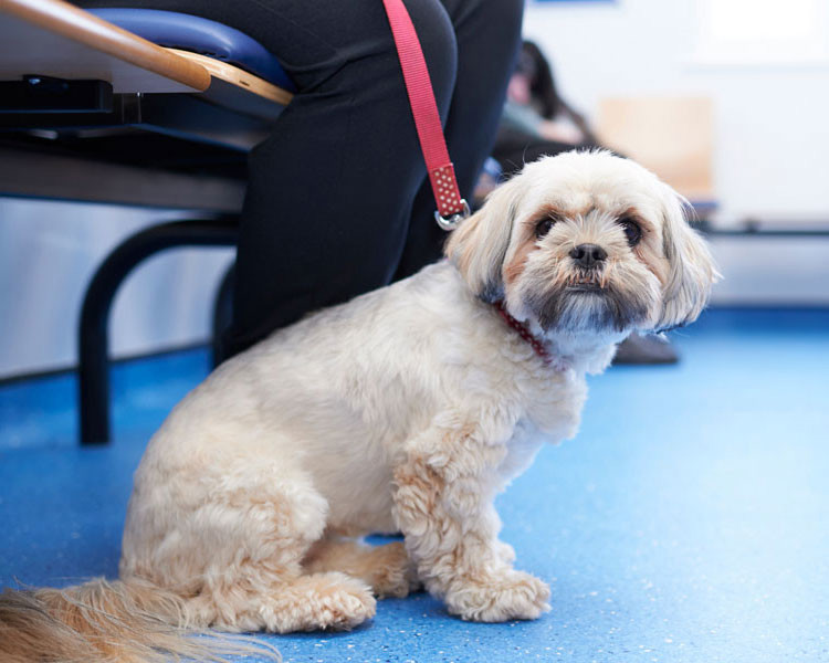 Lhasa apso dog in vet waiting room