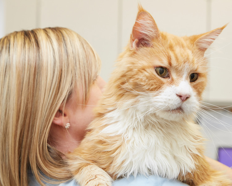 Maine coon cat being carried by vet