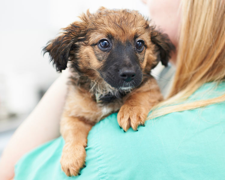 Puppy with a vet