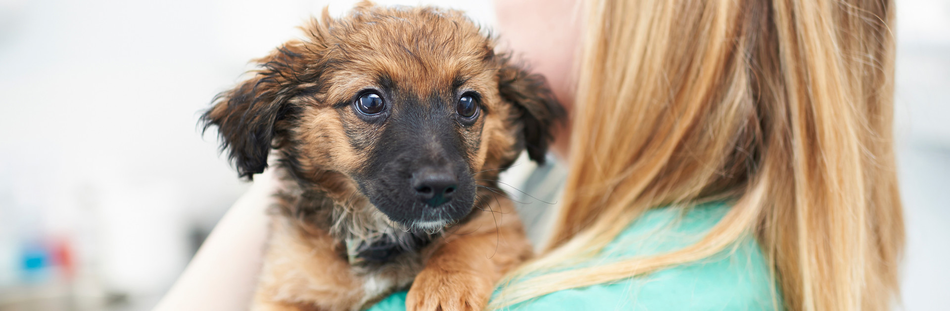 Puppy with a vet