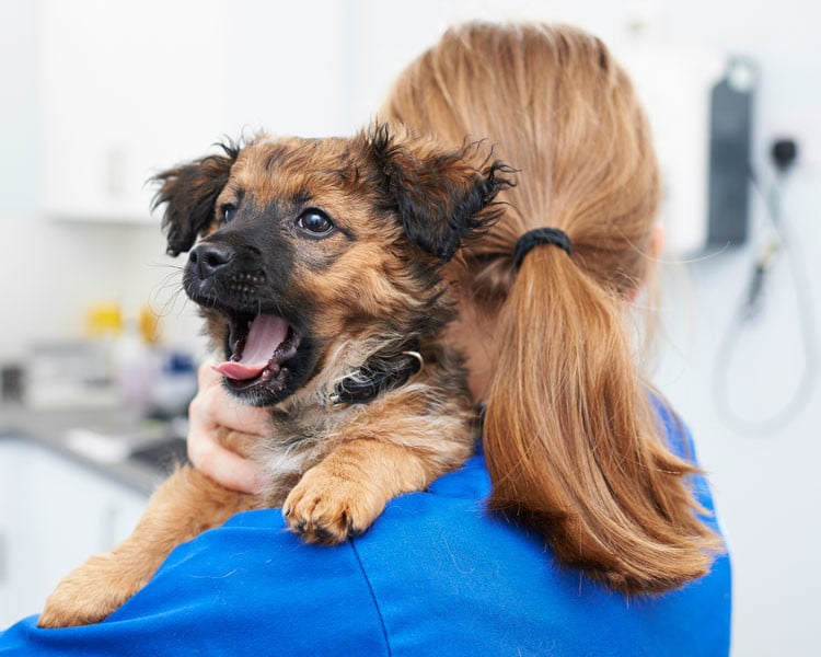 Puppy yawning being carried by a vet