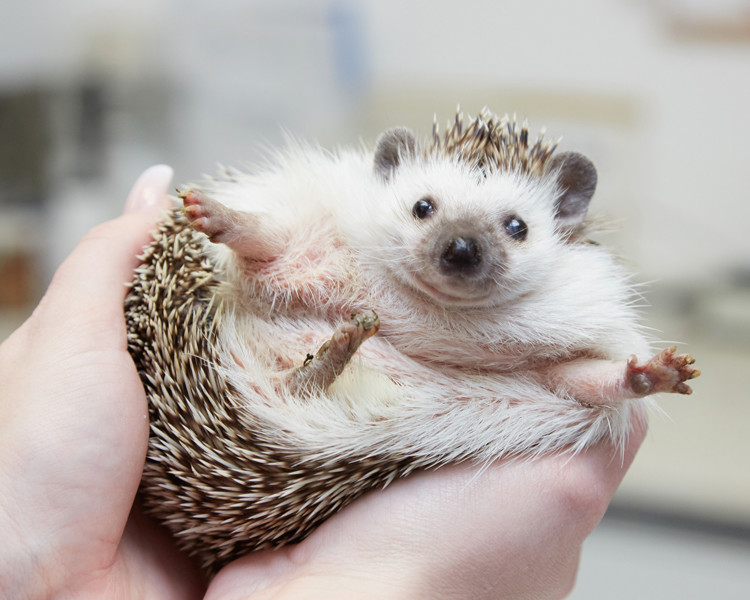 Pygmy hedgehog being held in vets hands