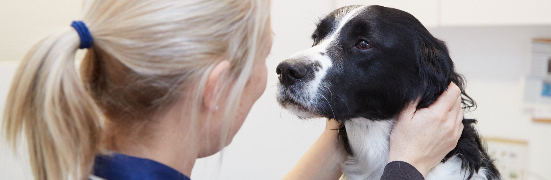 Springer spaniel cross dog with a vet