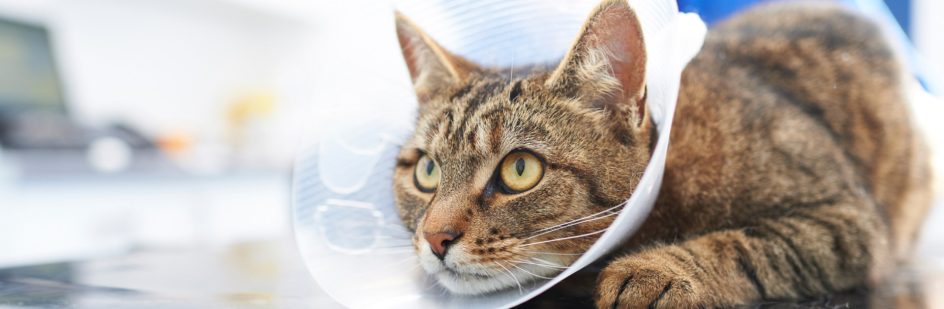 Tabby cat with medical cone on