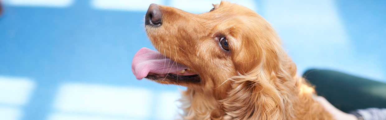 Smiling golden retriever