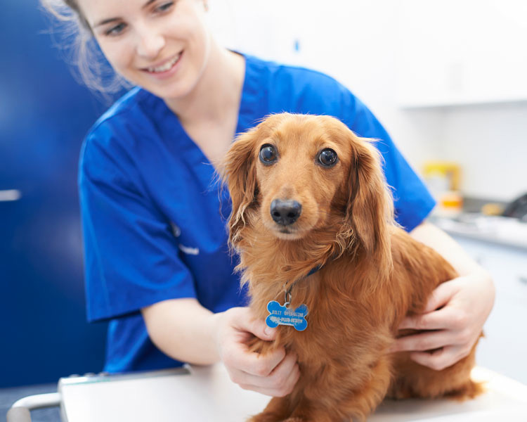 Long haired dachshund with a veterinary nurse